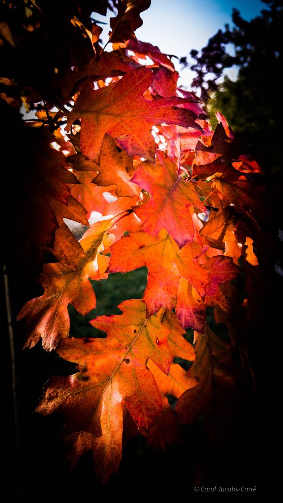 The light from an early morning sun peeks through and backlights  oak leaves turninbright red in fall. The light emphasizes the green still remaining near the veins. 