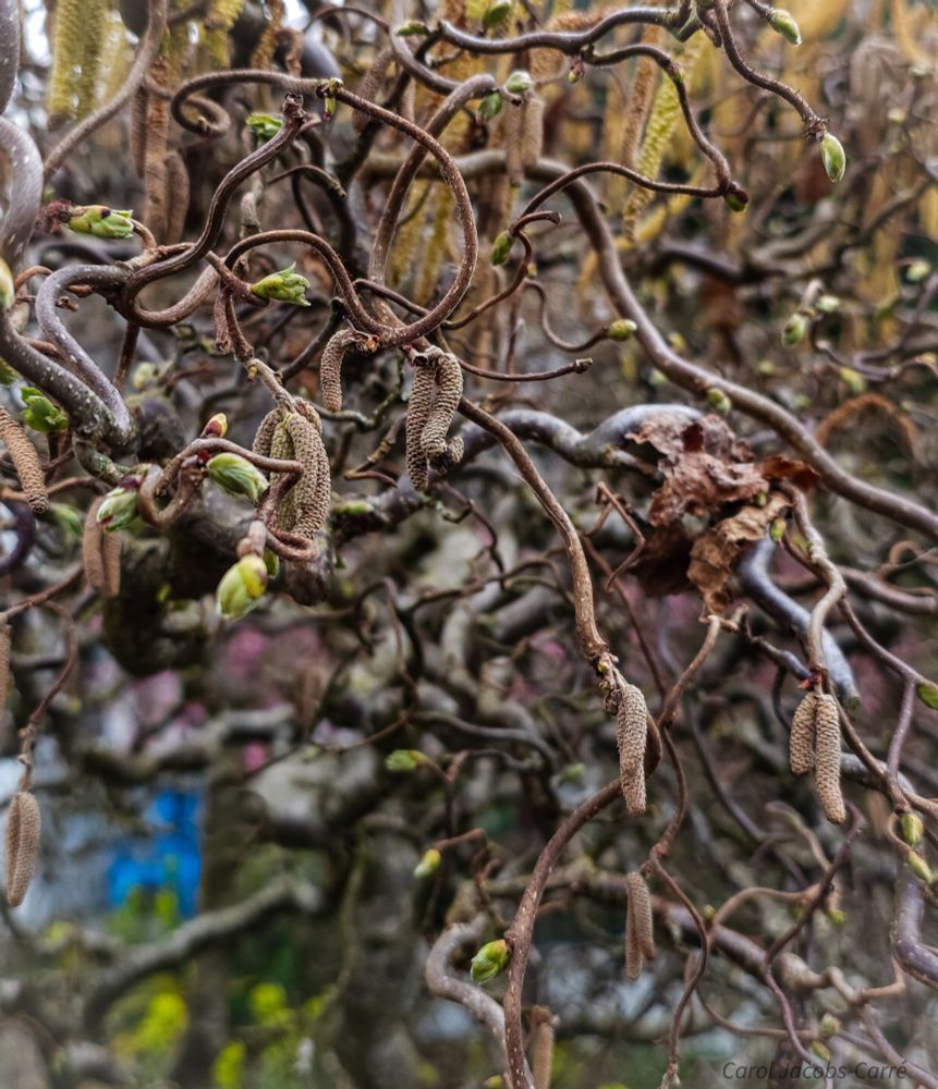 This hazelnut cultivar with curiously twisted branches is known as Harry Lauder's Walking Stick. I suppose it does make nuts, since I can see a few of the little red pistilled flowers on the branches, among the soon to open male catkins. It is a moderately popular ornamental in Seattle gardens.