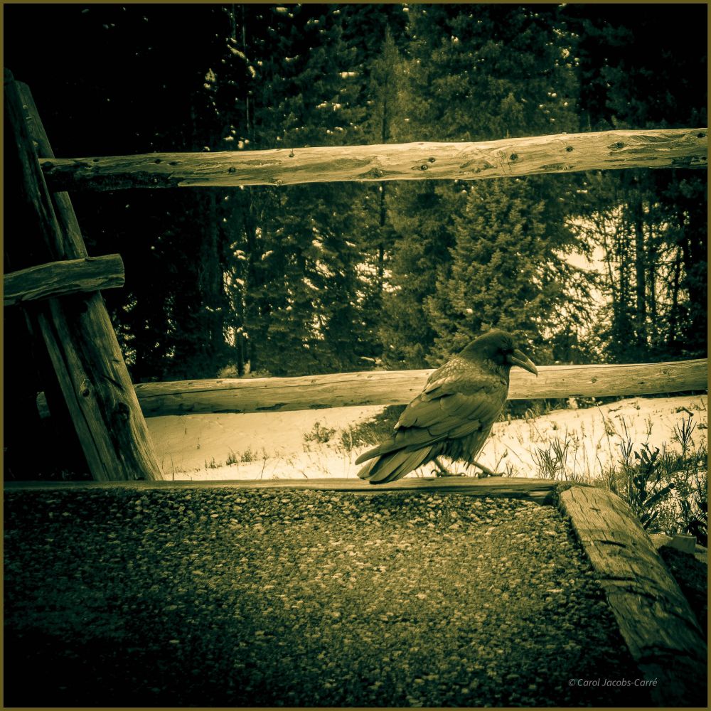 A monochrome green toned photo of a raven in Yellowstone NP. The raven is next to a fence on a snowy wooded hillside, and is glancing off frame towards me. It looks a little rough as it fluffs it feathers against the cold wind blowing off the snow. 
