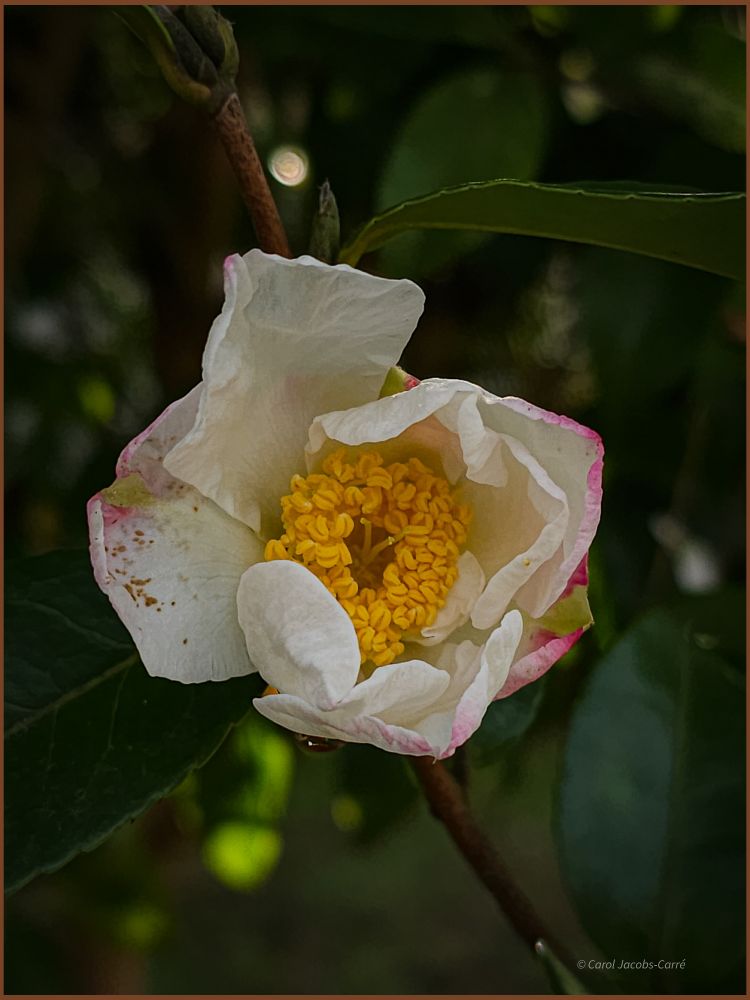 A pretty white camellia with pink edged petals has is partially open, exposing the golden yellow stamens still folded over in the flower's heart. The dark green leaves make a nice contrasting background