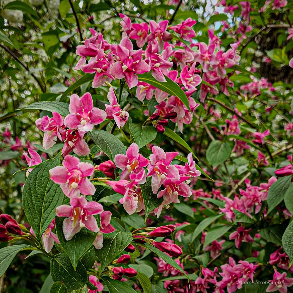 Bushes full of pink and white weigela flower corymbs line the path through the park. The 5 petaled tubular flowers have stamens fused to the corolla and a pistil with a white tip. The ovate and strongly veiled green leaves make a nice backdrop to the flowers. Some weigela species are scented like their honeysuckle cousins, but these are not.