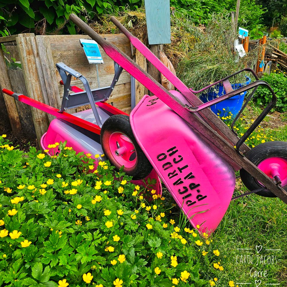Two wheelbarrows, painted bright pink with "Picardo P-Patch* stenciled on the side, are leaned against a wooden garden box. The Picardo Gardeners voted to paint all the wheelbarrows we finagled after our other ones were stolen. Next time, the thieves will have to repaint them if they want to escape detection!