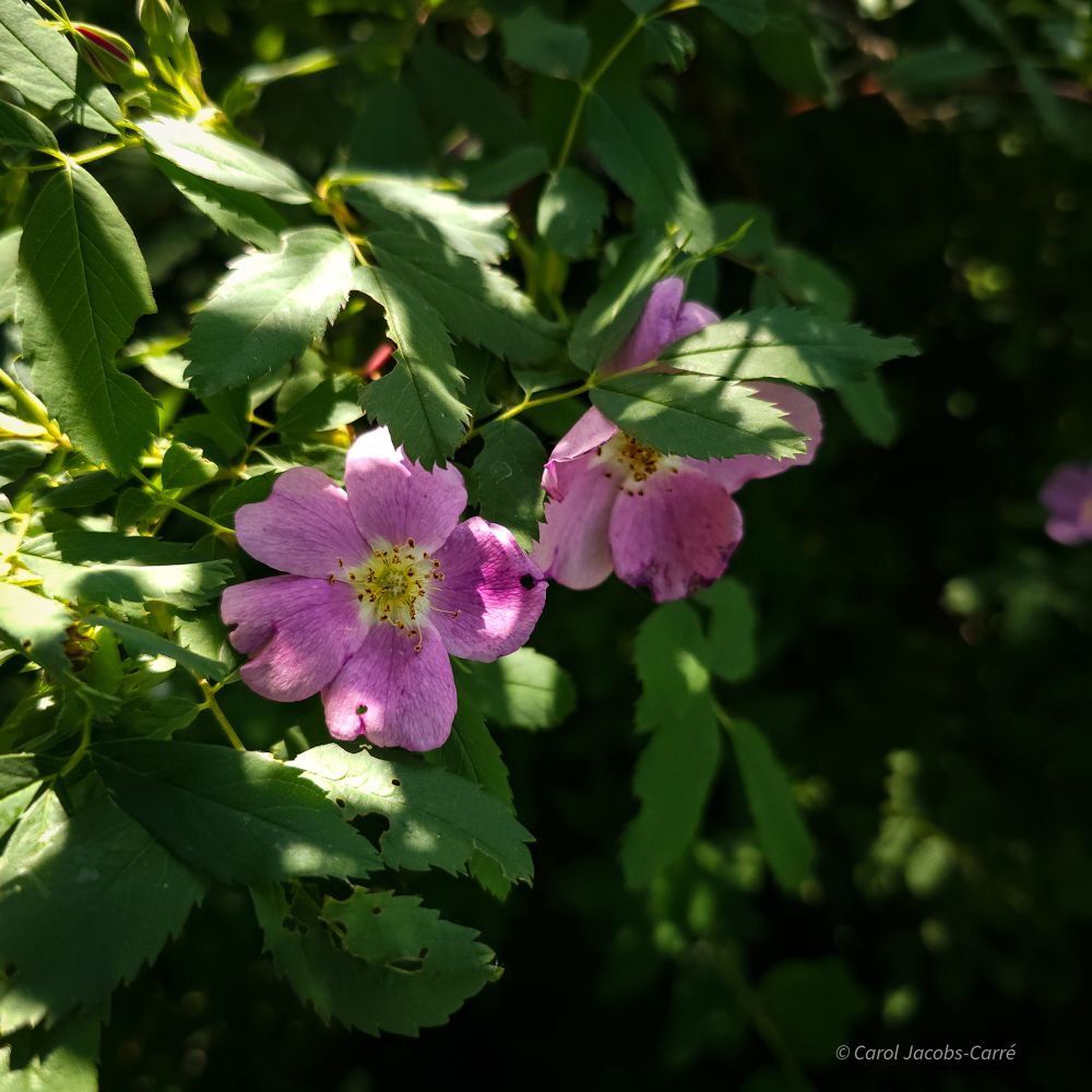 A couple of five petaled pink roses bloom among the green compound leaves of the cluster rose. The shrubs flourish in the dappled shade along the trail. These are sometimes hard to distinguish from the Nootka rose, but the clusters of buds and flowers are typical, whereas the Nootka has mostly solitary flowers. The stems of cluster roses tend to arch more, the Nootka grows fairly straight for several feet before arching. 