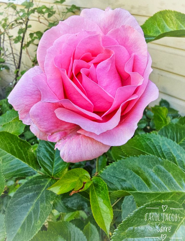 A bright pink rose is unfurling next to the wall. The petals are still mostly closed, but the opening spiral can be seen, delineated by the alternating shades of lighted and shadowed pink. The outer petals are touched with bright reflected light. The interior is more darkly shaded. A small cluster of shiny green leaves looks like a ruffled collar.