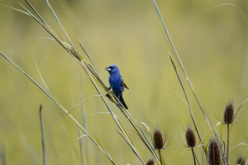 Opinion | To save the birds, I’m killing my farm