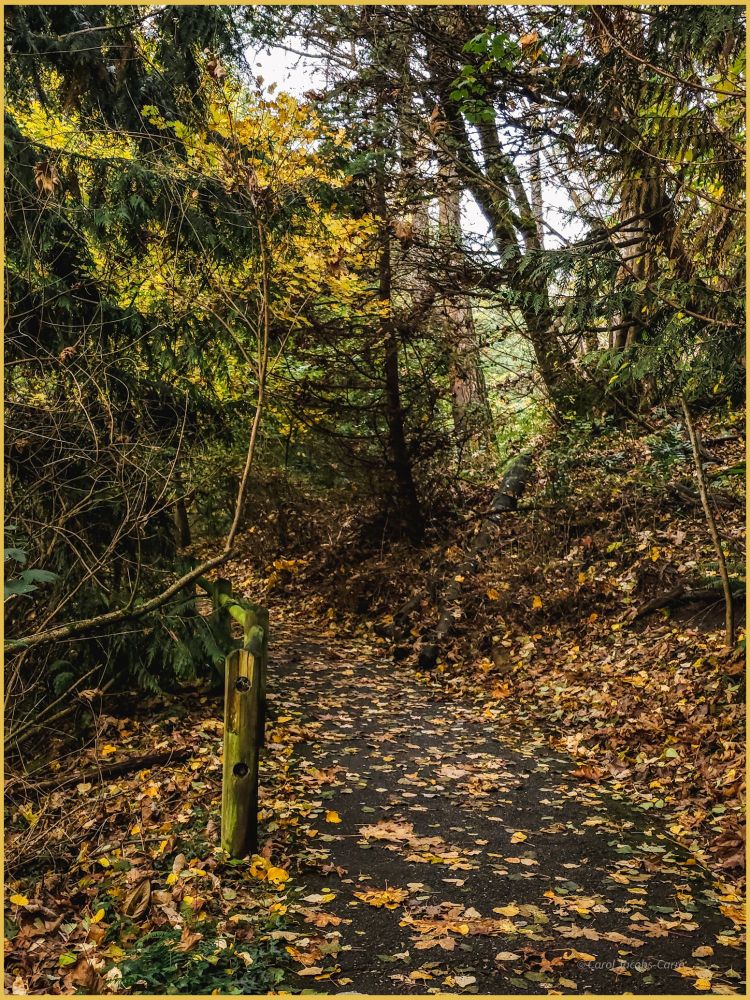 Looking down a trail between the trees at Ravenna Park, with a green painted fence on the left and a bank on the right. You can see that everything is covered with fallen yellow and brown leaves, with the embankment on the left going down to the unseen creek, and on the right to the unseen street above. The trees on either side are either almost barren with some yellow leaves clinging, or dark green firs and red cedars. The atmosphere is gray and moist as the drizzly rain falls. 