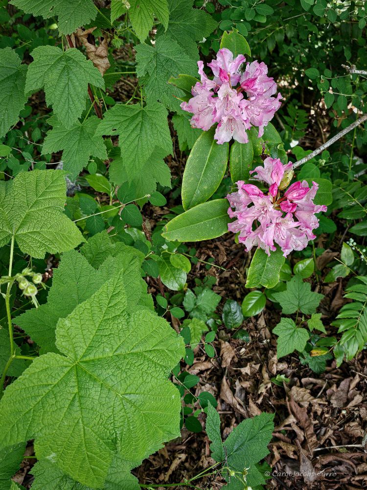 A couple of trusses of pink rhododendron blossoms peek through the Oregon grape and thimbleberry leaves in the upper right quadrant of this photo. The soft pink trumpet-shaped flowers form a pompom of blossoms, a small bouquet.  The rhodie leaves which surround the trusses are oval, long and smooth. The Oregon grape leaves are glossy and relatively small, the thimbleberry leaves are large and palmate.  There is an abundance of texture contrasts giving a cheerful effect.