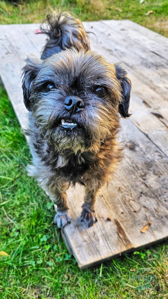 A small gray shih tzu is standing on  a light gray fence panel, looking eagerly at me while waiting for a doggie cracker. His eyes are shiny dark brown, and he has a snuggle toothed grin.
