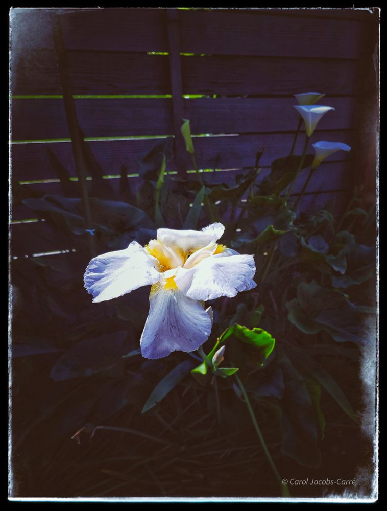 A white Japanese iris is struck by a ray of light breaking through a shadow-darkened fence. The light sparks off the iris' yellow beard. The fence has some late day sunlight showing between its boards. The curvy forms of three white calla lilies can be dimly seen against the dark fence.