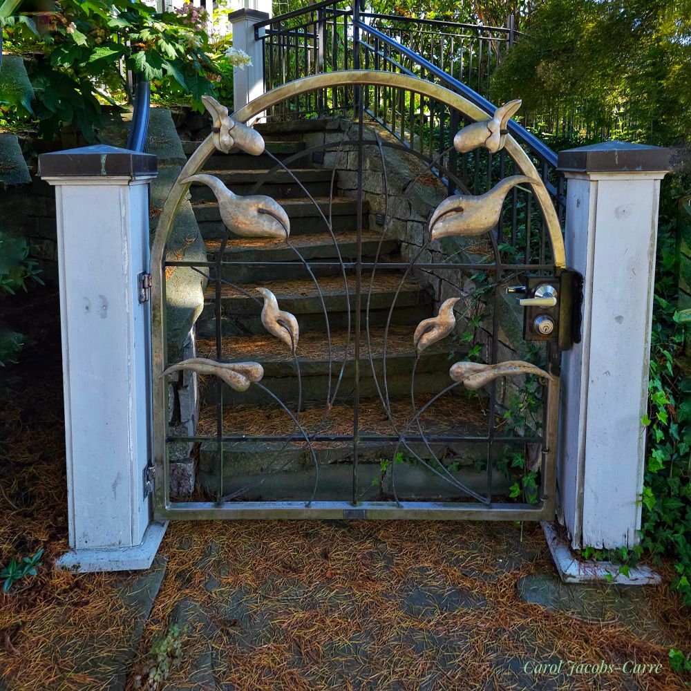 A garden entry gate sits between two white pillar gateposts topped with metallic caps. There are cement stairs flanked by a black handrail leading into a green garden. The gate itself is a brass arch with a black metal spray of arcs angling out from the bottom. There are bright brass figures attached to the gate, four on each side. They are strangely amorphous, and might be whale abstractions, or perhaps large birds such as geese. The two at the top might be tubular flowers with reflexed petals, sitting at the top of two of the black gate arcs as if on stems,  and they seem to have black pistils exerted at the top. The abstractions are tantalizing.  You wonder what sort of people live here, perhaps whimsical despite the simplicity and austerity of the stairs and handrail?