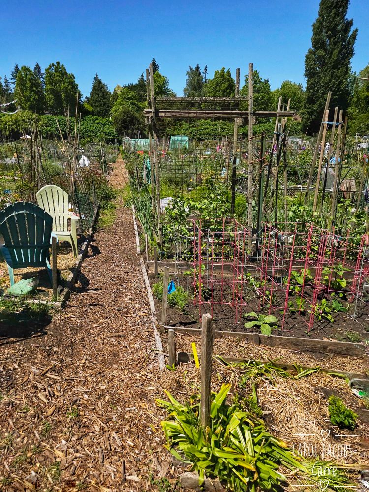 Looking out to Ravenna Blvd, ypu can see a wall of greenery enclosing the garden on one end. There are garden plots in various stages of clean up and planting. Some plots have mini greenhouses to accelerate the growth of tomatoes and peppers. The foreground of the photo has a set of garden chairs, a plot with several red wire tomato cages and plots with young green plants. The paths are mulched.  Today, we have a blue sky and a hot sun to help the produce along. 

There are a couple of wooden structures near this end in a couple of plots. They look like extremely weathered tentative trellis supports?