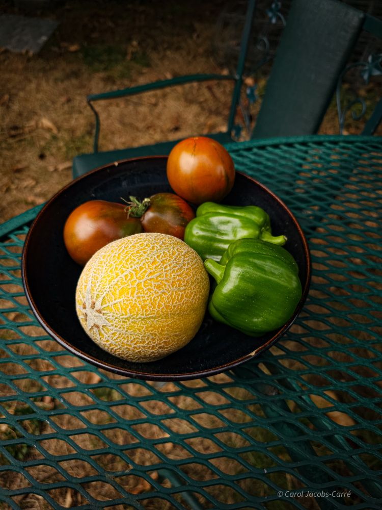 A shallow dark blue bowl holds some summer bounty: a couple of small green bell peppers, three dark red Japanese Black tomatoes, and a small, yellow cantaloupe with white netting nestled among the salad vegetables. You can see that the bowl is set on a corner of a dark green metal garden table, with a dark green armchair set behind it. You can see the dry lawn of our backyard under the table and chair