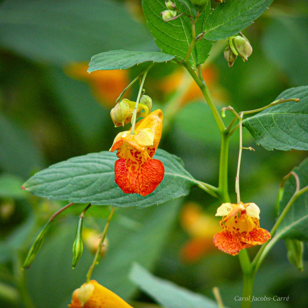 Jewelweed's striking orange flowers bloom amid its thin crenellated green leaves along a ditch in Colorado.  The flowers look like they dangle off a stem, and are shaped like a cornucopia with a wide deep orange lip at the front and a a long spur at the back end