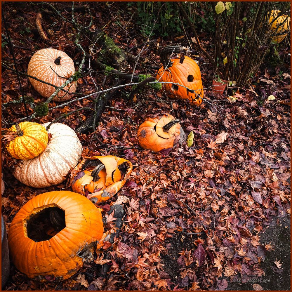 Several carved orange pumpkins sit in piled up russet leaves. Their features are caving into their black decayed innards. The once firm, rounded walls are soft and spongy. Nearby are  three warty squashes, one large pinkish white one with a smaller bright yellow one on top, and one light orange one rolled further back behind some dried bare shrub branches. More mossy bare shrub branches form a dark backdrop. 