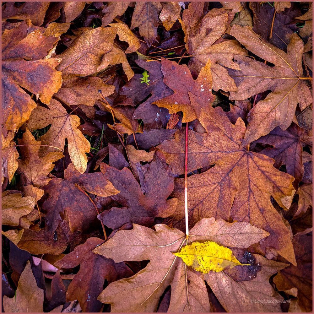 Bigleaf  maple leaves cover the park lawn. They're layered on top of each other, like a haphazard puzzle. Looking closely, you can see that there are many shades of brown, from light yellow brown, to tan, to orangey brown, to purple brown.
There are a few splotches or a blue-white fungal rot. A bright yellow elm tree leaf at the bottom of the photo makes for a sharp contrast. 