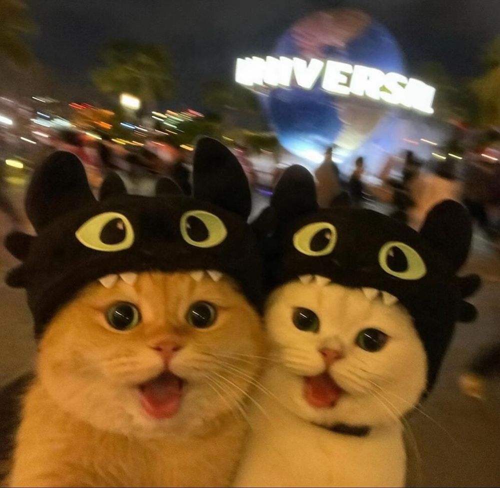 two adorable cats smiling with cute black hats on