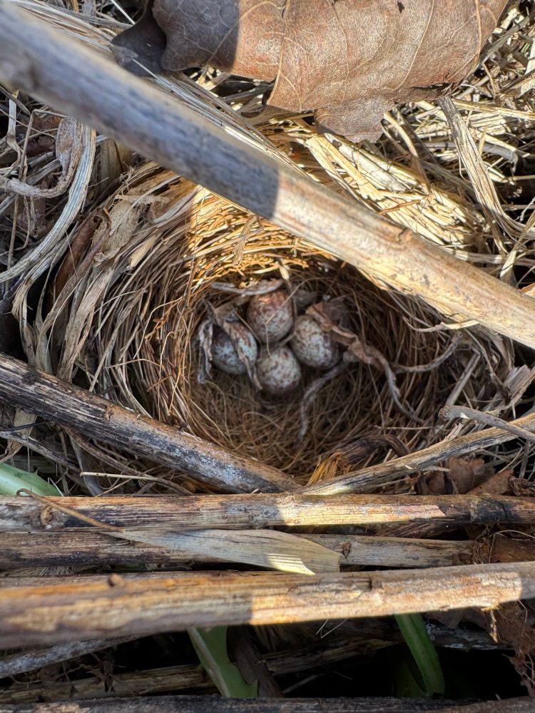 Picture of a song sparrow nest with four speckled eggs in the midst of old goldenrod stems