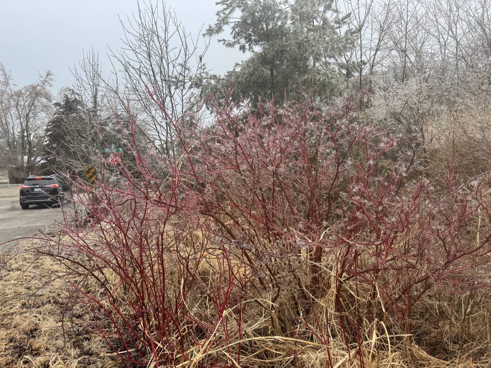 Red Osier Dogwood (red willow) shrub coated with ice, in the ditch next to a oroad
