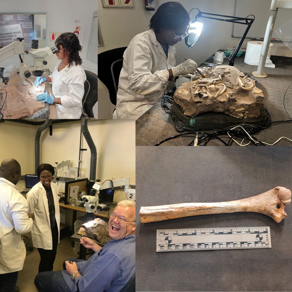 "Ma Zandi" in her labs and a new 2 million year old hominin humerus prepared only today.
