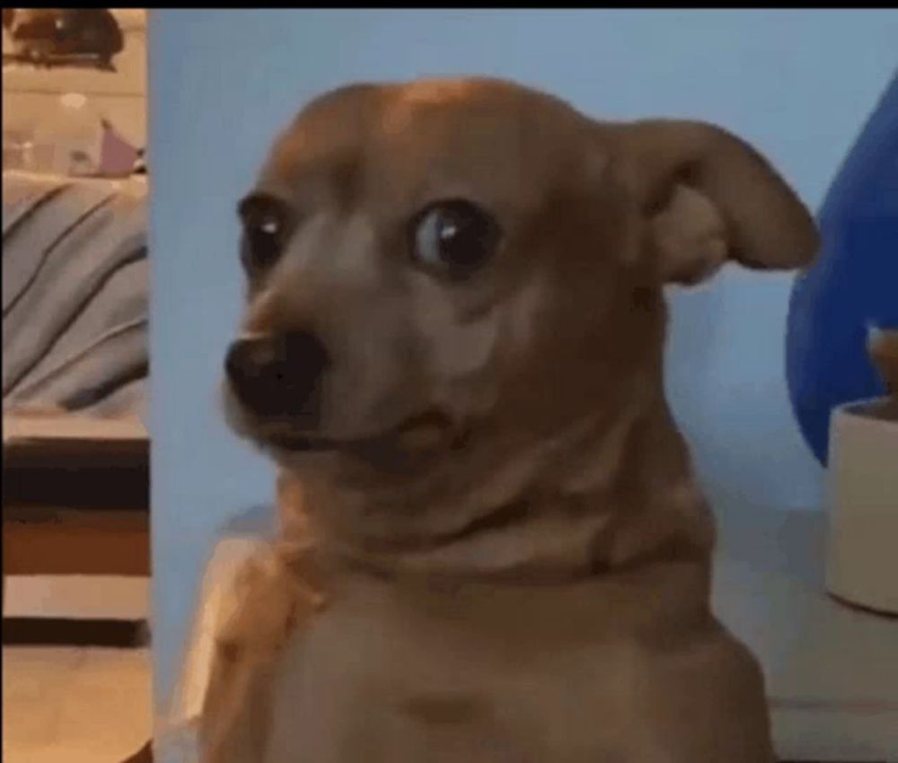 a small brown dog is looking at the camera with a surprised look on its face