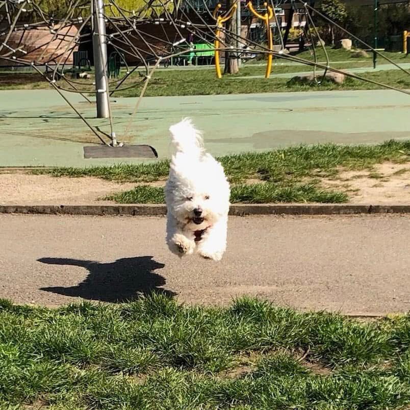 Tintin the Maltipoo, a small dog with curly white fur, photographed in mid-leap so he appears to be hovering above the ground, his shadow cast below him untethered, his expression rapt, his tail proud and bristling; in short, a happy dog