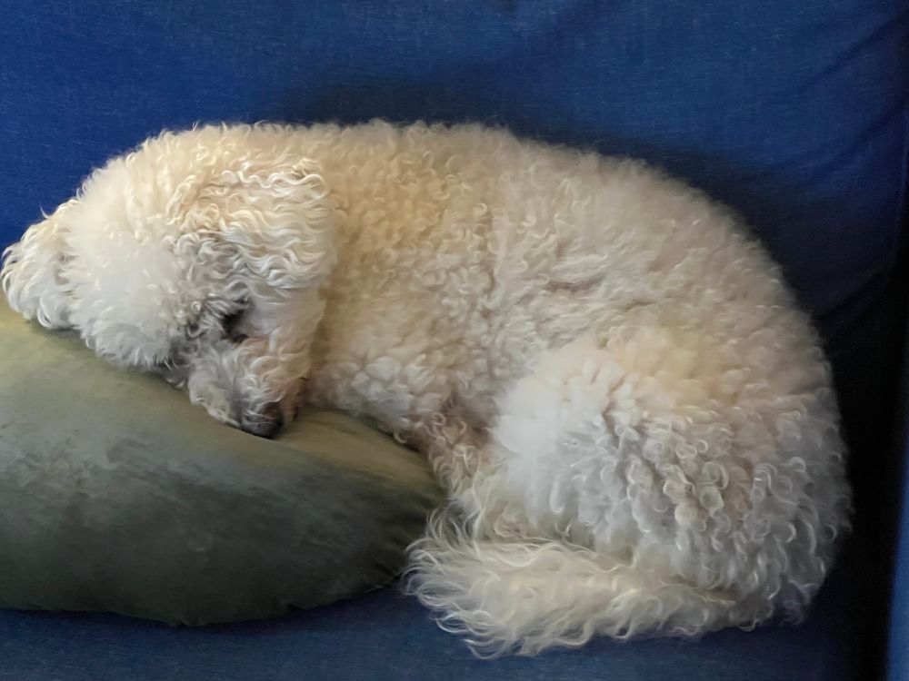 Tintin the Maltipoo, a small dog with curly white fur, reclines on a blue sofa, using a green cushion as a pillow