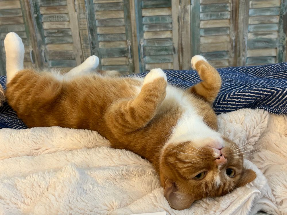 Mr Fezziwig, an orange cat, rolls onto his back in a begging posture, but appears exasperated at his eyes
