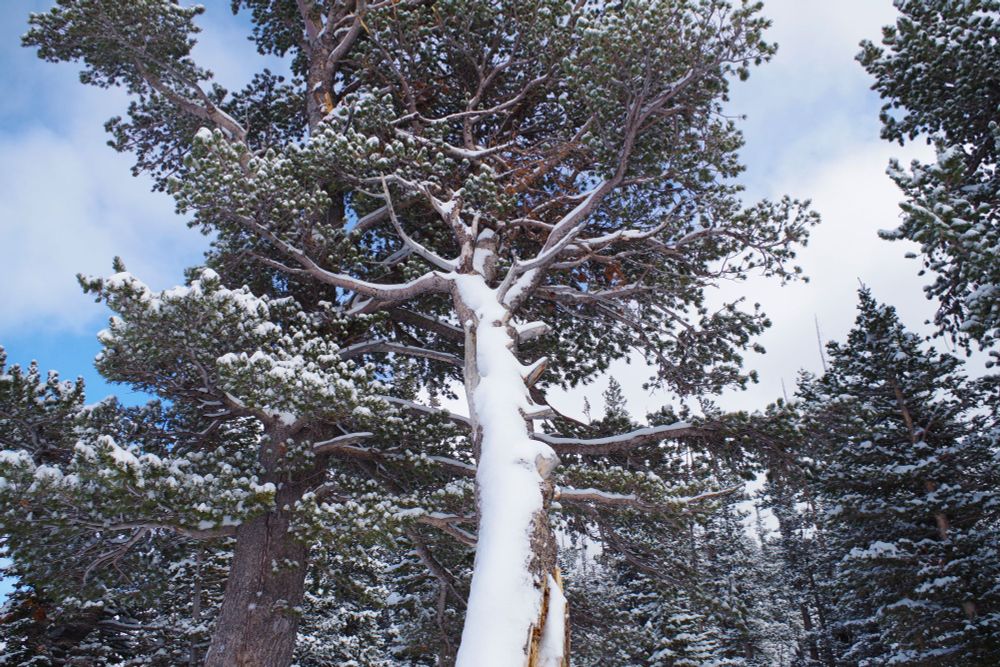 An interesting looking leaning tree with some snow on the side!