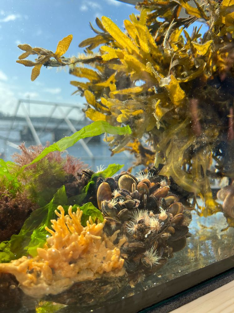 Aquarium with Baltic Sea invertebrates