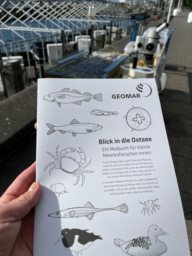 Picture of drawing booklet for kids with Baltic Sea organisms