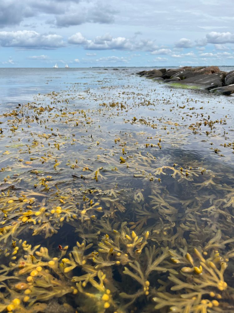 Fucus algal meadow in the Baltic Sea