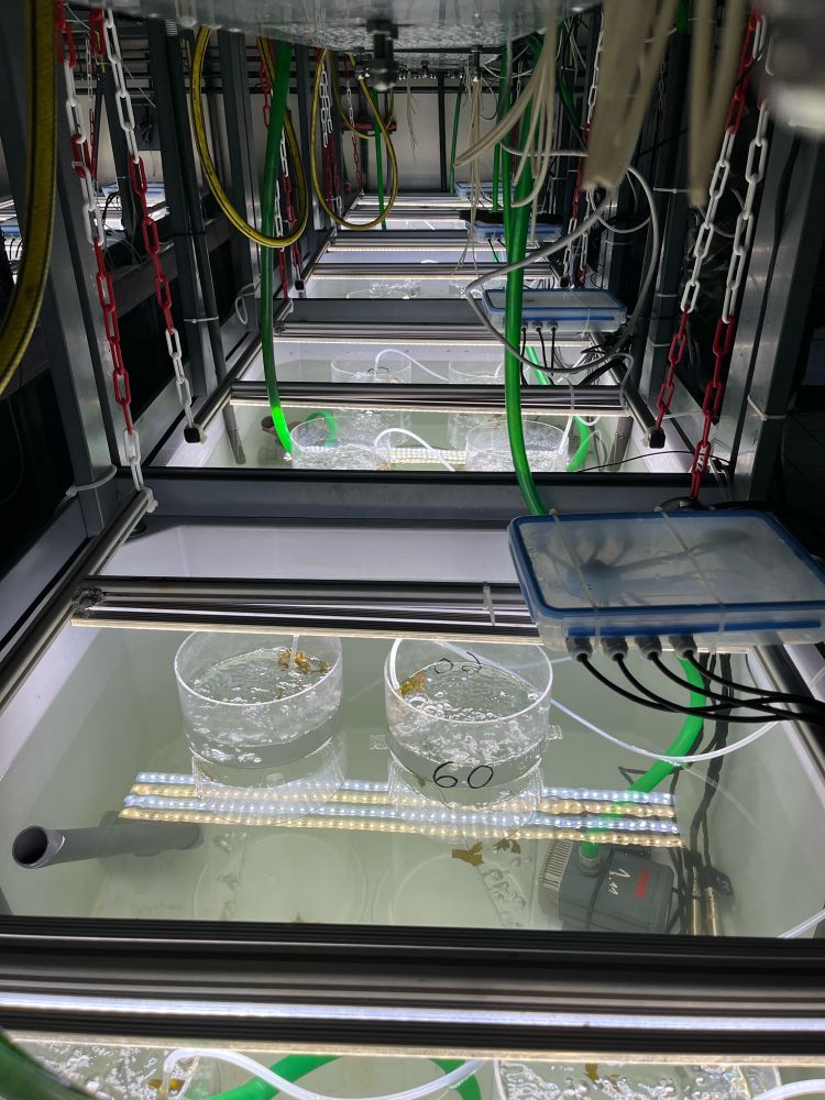 Cylinder clise-up with macroalgae in mesocosm tank.