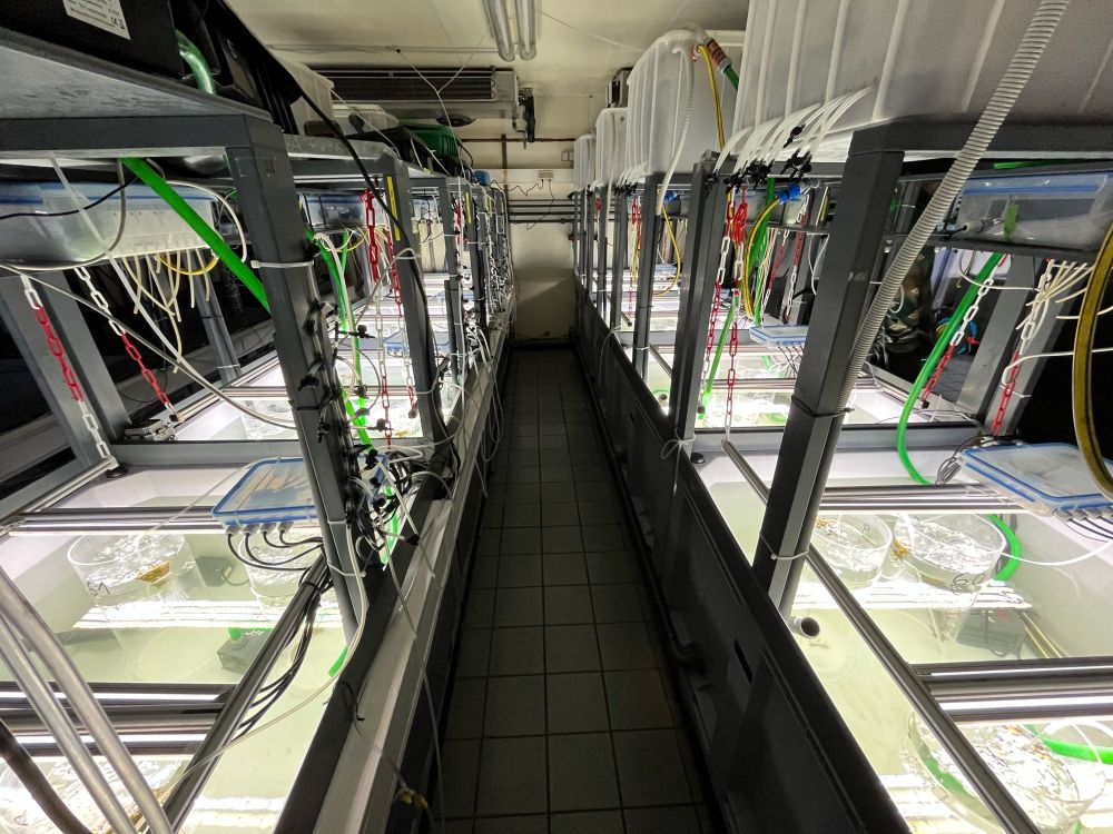 Mesocosm tanks with cylinders containing pieces of macroalgae.