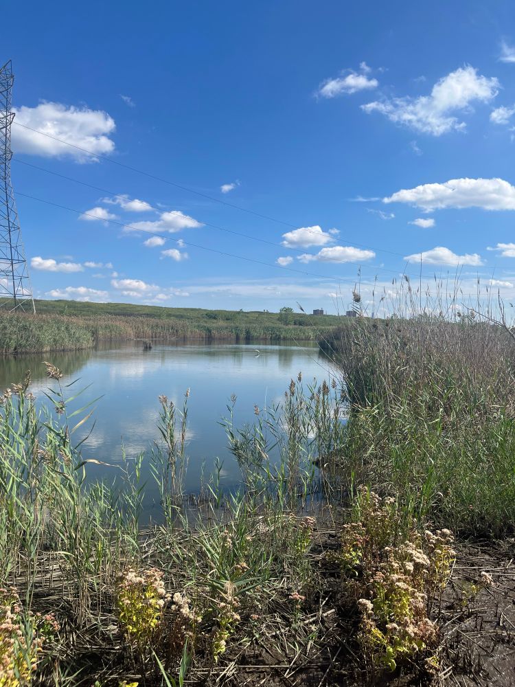 Meadowlands