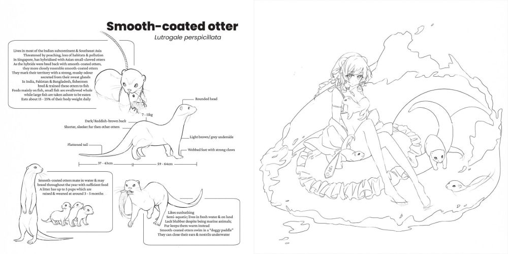 Coloring page featuring Smooth-coated Otter. To the left are inked artworks of the otter with some scientific notes. To the right is a andromorphic depiction of the critter as a cute anime girl.  