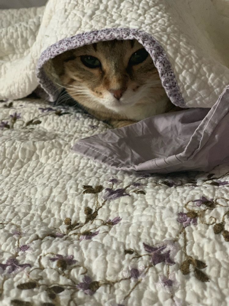 Cat underneath a quilt 