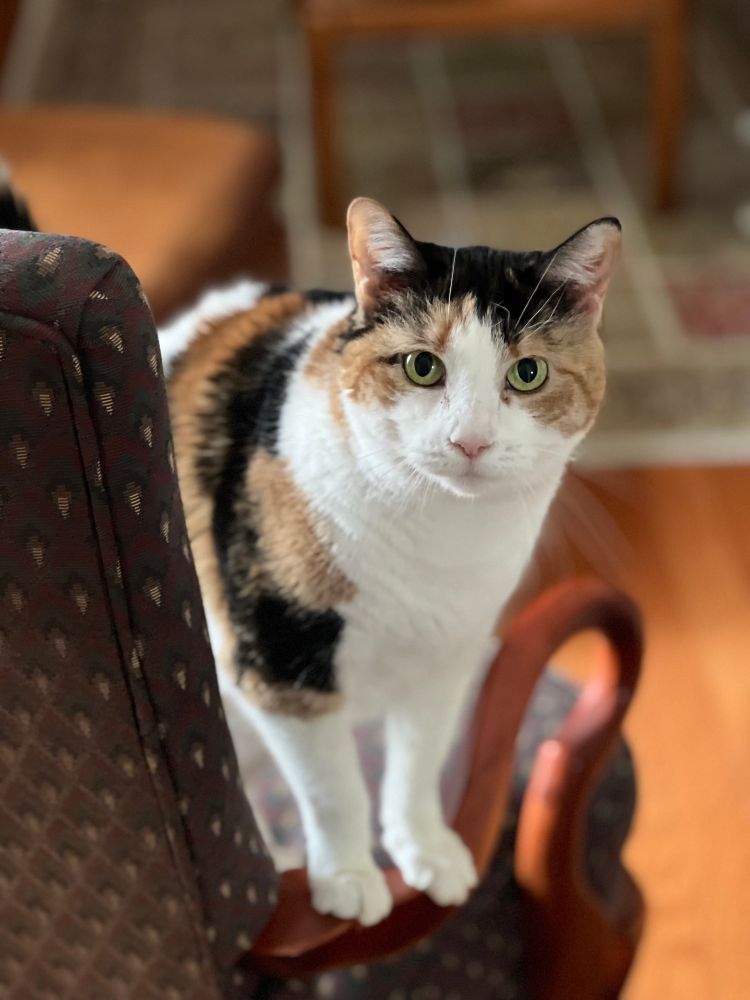 Beautiful calico standing on the arm of a chair. 