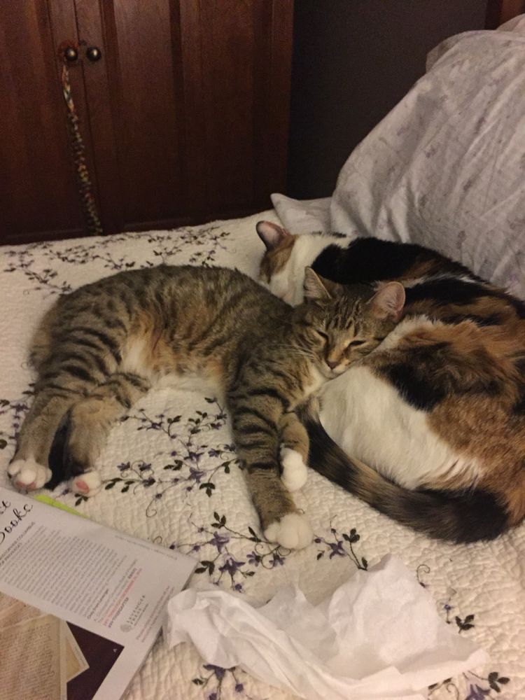 Kitten Lucy leaning against calico cat Grace