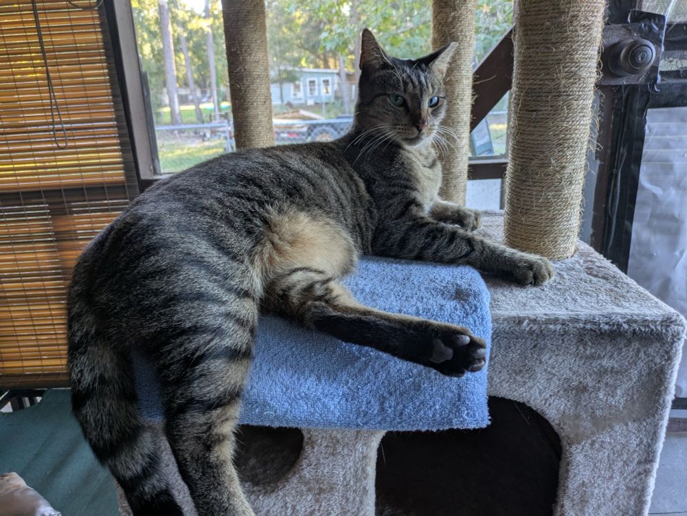Calvin, a brown tabby. He's one of the neighborhood community cats. He's laying on the cat tree that's set up on our porch.