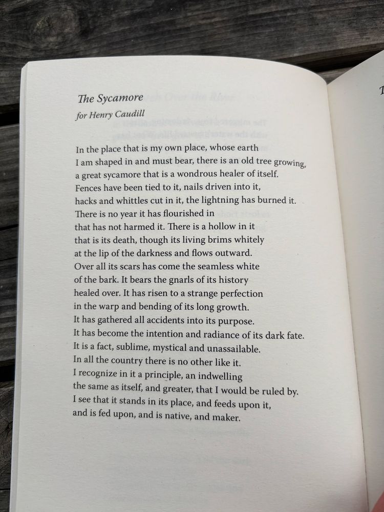 Wendell Berry’s poem The Sycamore