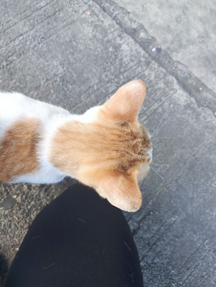 white and orange cat rubs up on my knee. my black leggings are unfortunately full of hair.