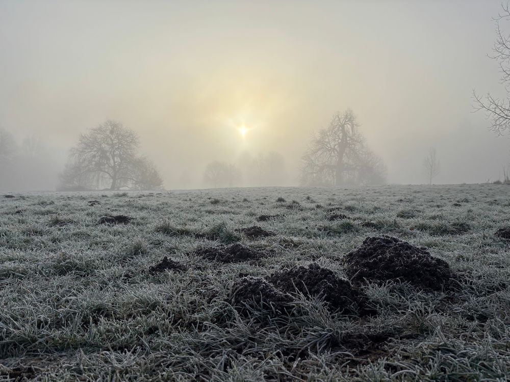 A frosty field with molehills, trees in the distance and the sun trying to shine through a misty sky.