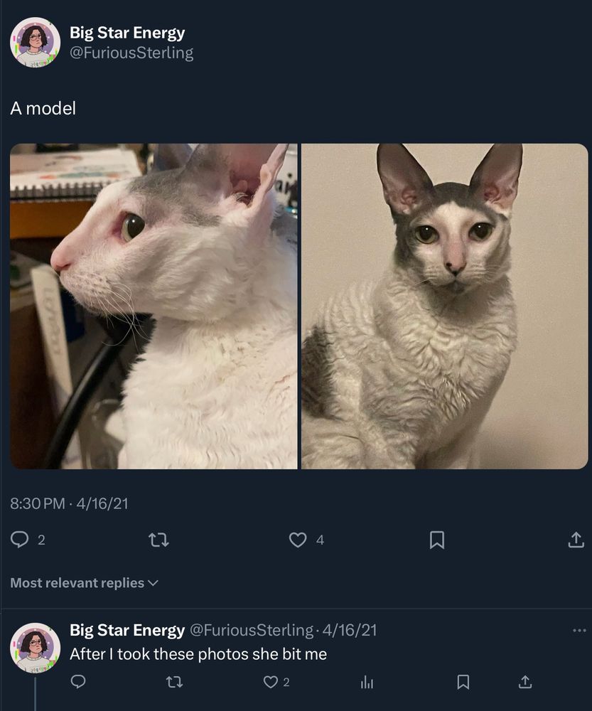 twitter post saying ‘a model’ over two portrait photos of a white and gray Cornish Rex cat. post underneath from same poster saying ‘After I took these photos she bit me’