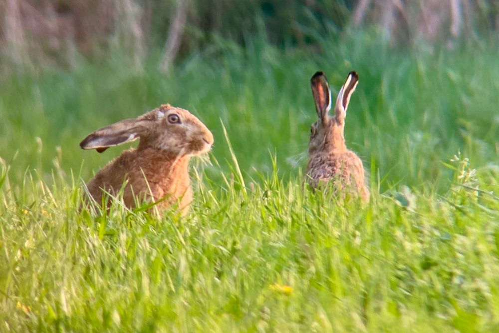Zwei Feldhasen sitzen im grünen Gras. Der linke hat die Ohren angelegt und schaut nach rechts, der rechte kehrt uns mit aufrechten Ohren den Rücken zu.