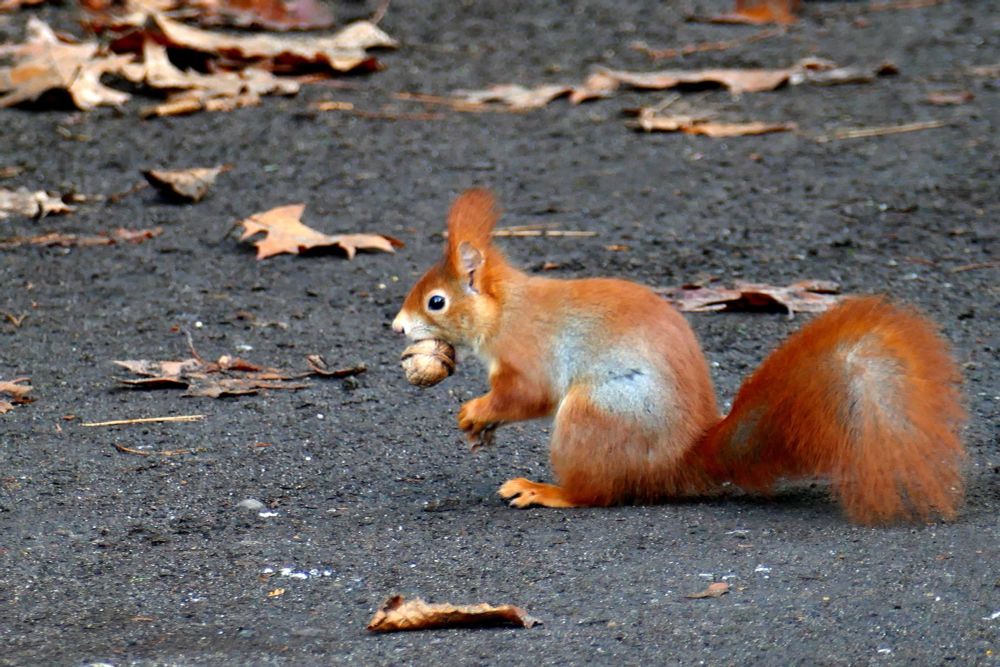 Ein Eichhörnchen mit einer Walnuss im Maul auf einem schwarzen Weg, umgeben von braunem Laub.