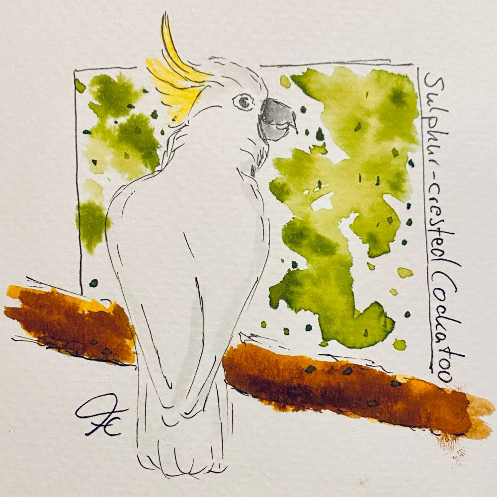 Watercoloured Sketch of a white cockatoo with a yellow crest sitting with the back towards us on a branch, facing right.
The background is marked by a square with greenish splotches, indicating leafs 
