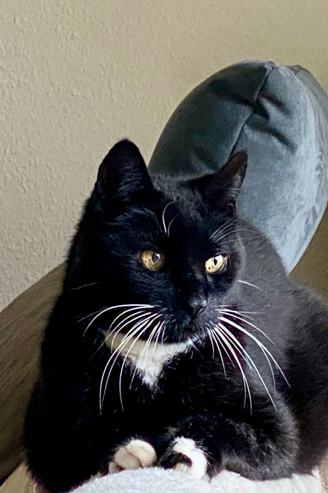 Der schwarze Kater mit den weißen Pfötchen liegt auf einem grauen Sofa 