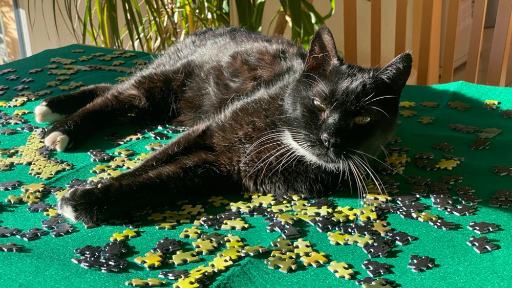 Der schwarze Kater mit den weißen Pfötchen und Schnurrhaaren liegt, die Sonne genießend, auf einer dunkelgrünen Puzzlematte mit vorwiegend hellgrünen und schwarzen Puzzleteilen. Das Puzzle befindet sich noch im Anfangsstadium.