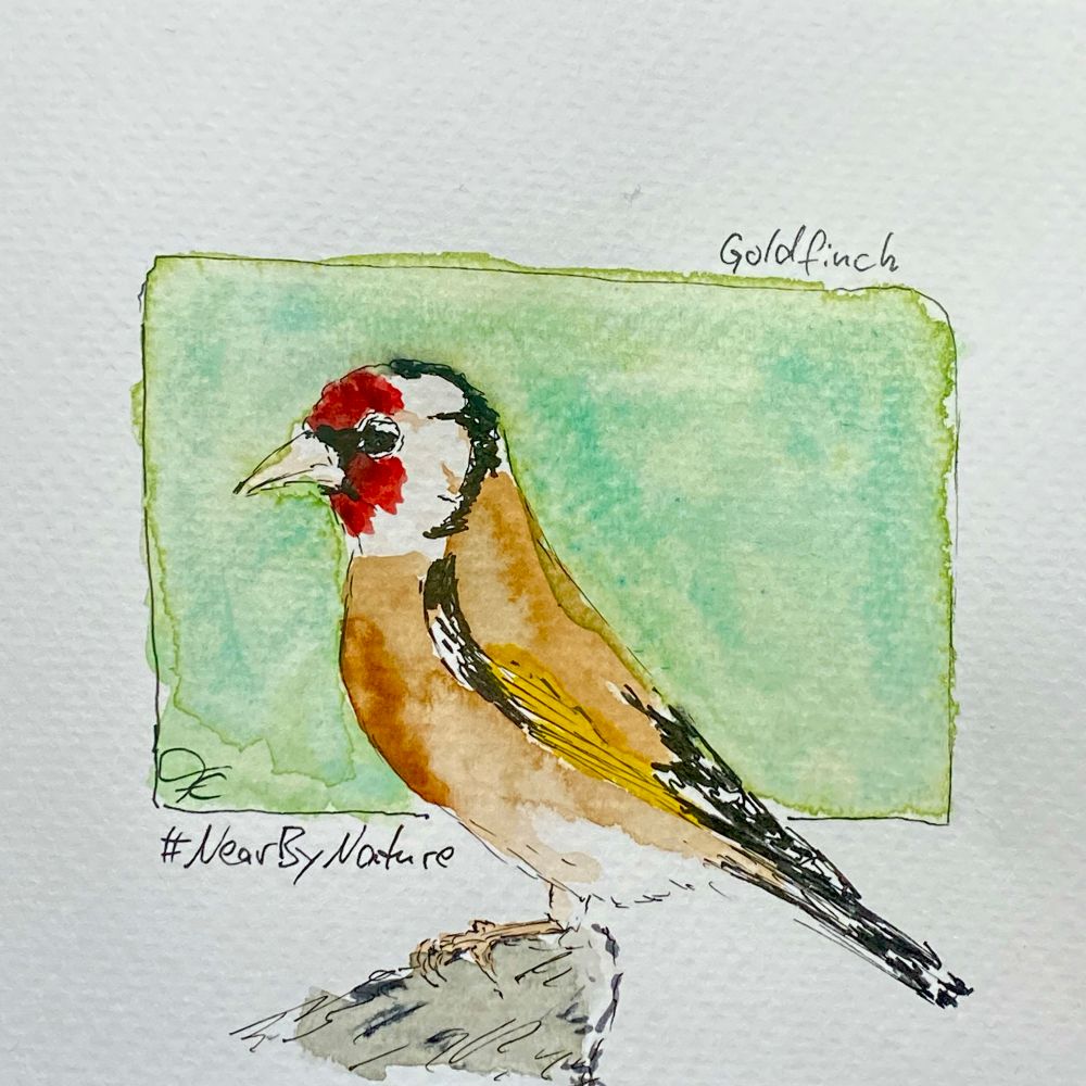 Watercoloured Sketch of a goldfinch looking left 