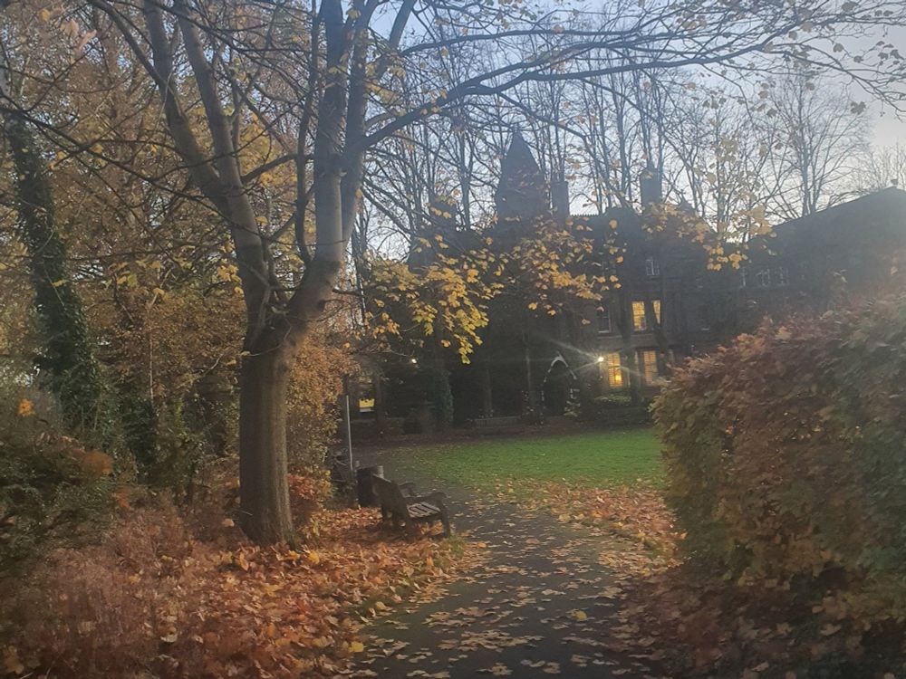 Autumnal pathway with lots of fallen golden leaves.